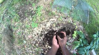 Leaf mold makes your soil acidic [upl. by Moir889]