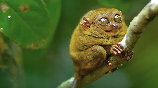 Tarsier Monkey [upl. by Gordy22]