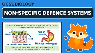 Non Specific Body Defences [upl. by Berkie483]