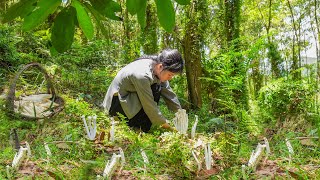 Harvesting Mushrooms in the Forest After the Rain  HTQ Anh Tuyet [upl. by Nosauq286]