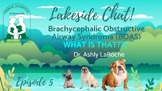 Brachycephalic Obstructive Airway Syndrome BOAS Lakeside Chat 5 [upl. by Parthen580]