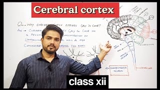 why Cerebral cortex appears grey in color  XII Biology [upl. by Lanta]