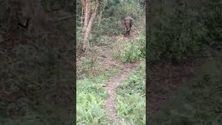 gorumara forest 😮 big elephant [upl. by Olram251]