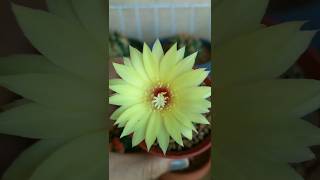 Frailea Bloom FraileaCactus cactusflower cactusbloom [upl. by Modesty]