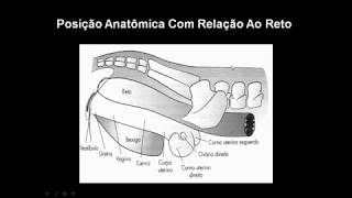 Palpação Retal em Vacas Prenhas [upl. by Durston988]