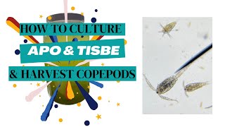 Beginners guide How To Grow Apo amp Tisbe Copepods 4 Your Reef Tank [upl. by Gilmour]