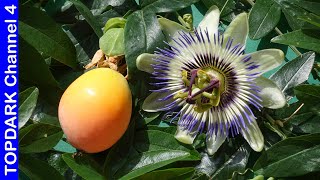 10 Hermosas Variedades de Passiflora [upl. by Enelkcaj]