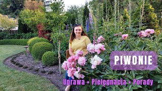 PIWONIE uprawa i pielęgnacja Dlaczego piwonia NIE KWITNIE [upl. by Alduino]