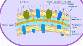 Bacterial Endotoxin [upl. by Slen]