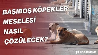 BAŞIBOŞ KÖPEKLER MESELESİ NASIL ÇÖZÜLECEK [upl. by Ardnassak]