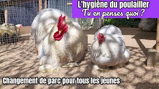 HYGIENE DES POULAILLERS  on déménage tous les jeunes poussins [upl. by Avehsile]