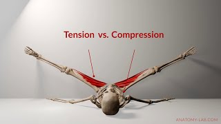 Understanding Tension vs Compression in Flexibility Training  Anatomy Lab [upl. by Drawyeh]