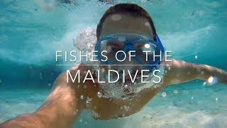 Fishes of the Maldives [upl. by Fin]