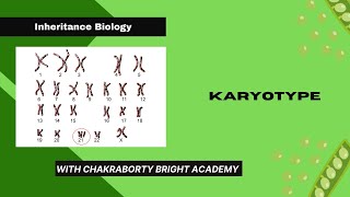 Karyotype [upl. by Hakan]