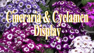 Cineraria amp Cyclamen Display Fitzroy Gardens Conservatory [upl. by Teillo]