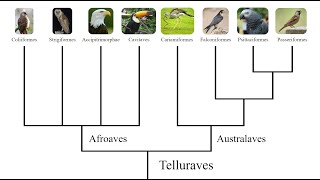 The Bird Family Tree How all the Major Bird Groups are Related to Each Other [upl. by Crowns]