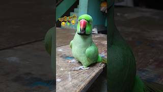 Mummy funny video 😂🦜😱shorts mummy funnypet funnyparrot funnyvideo funny popat funnybird [upl. by Chuck61]