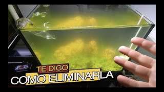 TIENES AGUA VERDE EN TU ACUARIO🥺🐠🐠 [upl. by Uta]