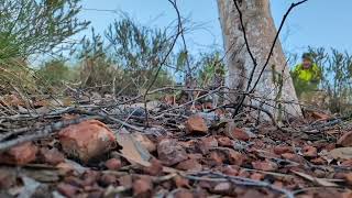 Quoll release [upl. by Barrada596]