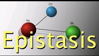 EPISTASIS DETAILED EXPLANATION IN THE EASIEST WAY FROM NEW BOOKINHERITANCEDOMINANT amp RECESSIVE [upl. by Efrem753]