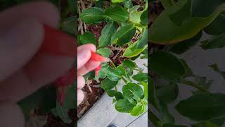 Rare ginger How to grow Costus subsessilis [upl. by Flannery541]