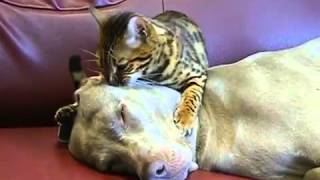 Cat Gives Dog a Massage [upl. by Lezti]