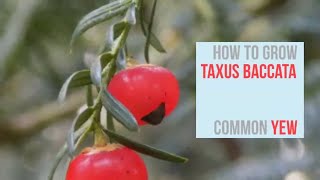 How to Grow Taxus baccata English Yew  Common Yew [upl. by Decker993]