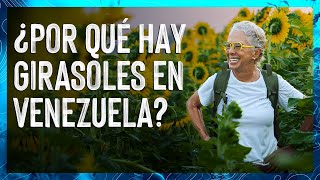 ¿Por qué Hay GIRASOLES EN VENEZUELA 🌻 Girasoles en Turén Portuguesa 🌻 Valen de Viaje 🧭 [upl. by Sharia]