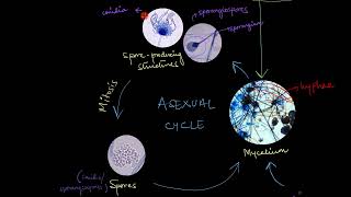 Reproduction in Fungi  Biological Classification  Biology  Khan Academy [upl. by Nodlehs477]