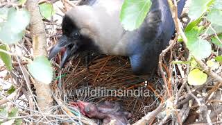 Crow nest  from eggs to chicks before your eyes  see the birdy action high above Delhi traffic [upl. by Anatolio308]