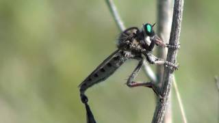 Giant Robber Fly Asilidae Promachus vertebratus Mating [upl. by Yreneh676]