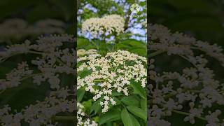 Elderberry tree flowers  US wild flowers flower usa [upl. by Naujit]