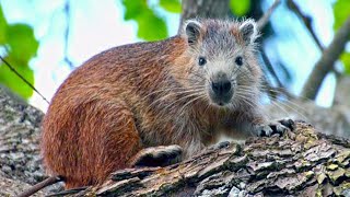 Desmarest’s Hutia Giant Rodents of Cuba [upl. by Elle]