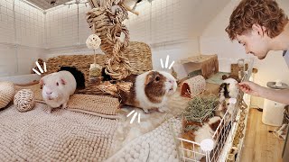 GUINEA PIG VLOG 🐽 Spot Cleaning amp Updates [upl. by Norihs963]