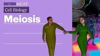 Meiosis Explained Process Stages amp Genetic Diversity Full Lesson  Sketchy MCAT [upl. by Loree894]