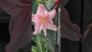 무늬 아마릴리스 Hippeastrum reticulatum 수선화과 작은 구근을 키워 4년만에 우아한 꽃이 피었네요 [upl. by Omoj]