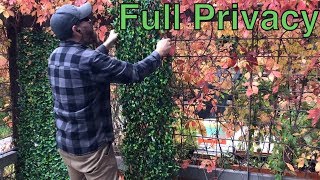 Great way to social distance year round privacy  Expandable Faux Ivy Fence [upl. by Seravart]