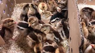 Cream Legbar baby chicks  Cackle Hatchery [upl. by Mata]