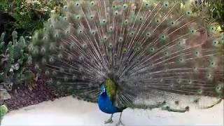 A Peacock Fluffs Open Its Feathers [upl. by Anelem]