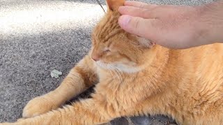 伸ばしたお手手が可愛すぎる茶トラ猫さん【Brown tabby cat whose outstretched hand is too cute】 [upl. by Myrilla]