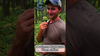 Foraging Northern Highbush Blueberries [upl. by Asihtal]