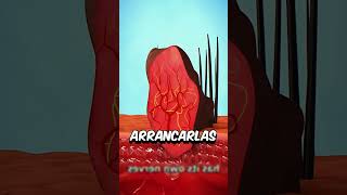 NO SAQUES LA VERRUGA sabiasque arcade sabias humor shorts CREDITOS ZACK D FILMS [upl. by Kenna]