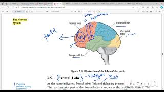 Lobes of cerebral cortex Bpcc 102 unit 3 [upl. by Massimo]