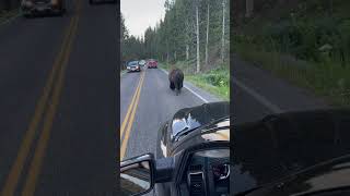 Yellowstone National Park traffic jams are built different 😳 bison wildlifewednesday [upl. by Elleahcim64]