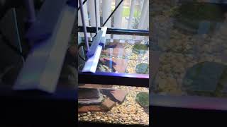 Softshell turtle tank upgrade [upl. by Wulf998]