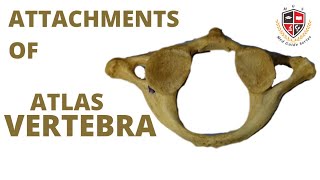 Attachments Of Atlas Vertebra1st Cervical Vertebra Human Osteology [upl. by Ennael110]