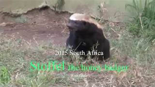 Stoffel the Honey Badger العسل الغرير 蜂蜜獾 मधु बेजर 蜂アナグマ South Africa هجوم 攻擊 attack menyerang โจมตี [upl. by Yelahs]