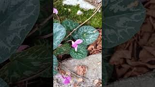 Fiore di montagna ciclamino alpino Cyclamen Alpinum flowers flower floral nature mountains [upl. by Buna361]