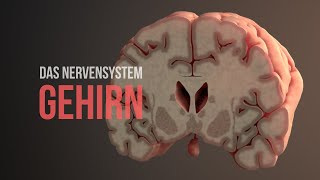 Nervensystem Teil 2  Aufbau und Funktionsweise des Gehirns Animation [upl. by Marmion59]