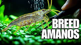 Avatar Aquatics Breeding Amano Shrimps HOW TO  Microscope Pictures Part 1 [upl. by Kirsch]